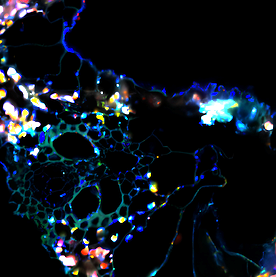 FLIM image of a plant tissue cross-section acquired at the DyNaChem facilities